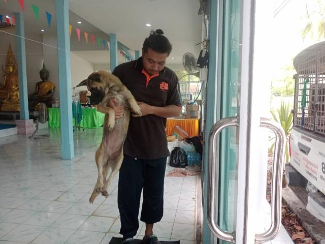 โครงการจัดการประชากรสุนัข
